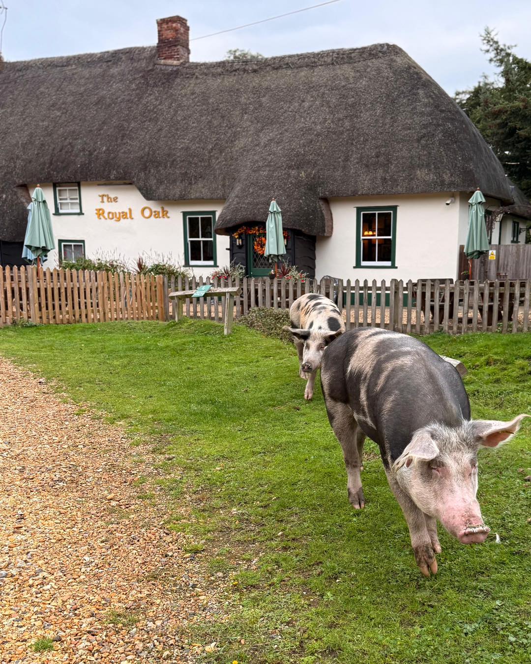 The Royal Oak North Gorley and New Forest animals